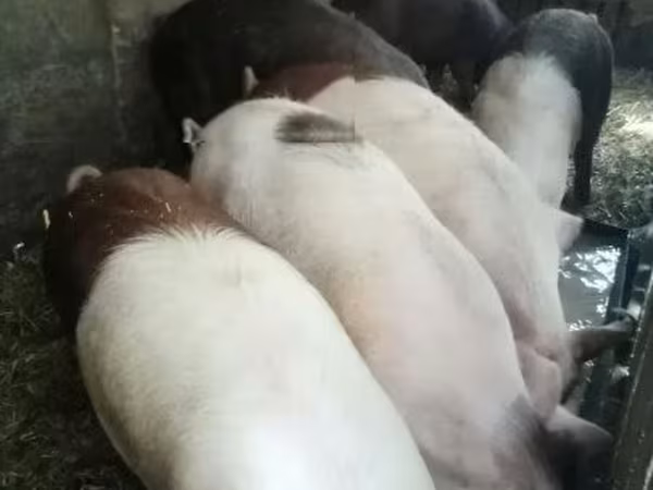 母猪, Pigs
