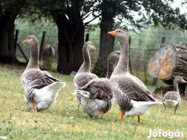 Graue und graugescheckte dänische Gans