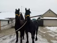 حصان, Friesian — الصورة 6