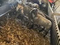 母羊, Sheep — 照片 2