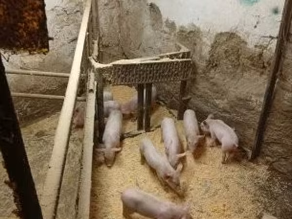 नर सूअर, सूअर