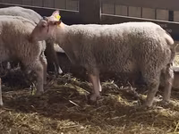 Baran, Charollais sheep — zdjęcie 3