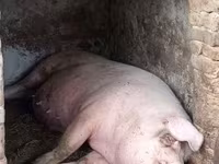 公猪, Pigs — 照片 2