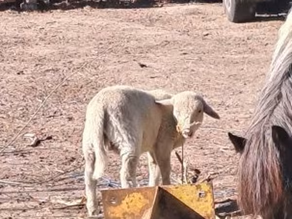 Kos, Merino sheep — Magyarország