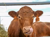 Cow, Aberdeen-Angus — photo 2