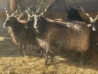 نعجة, Racka sheep — الصورة 2
