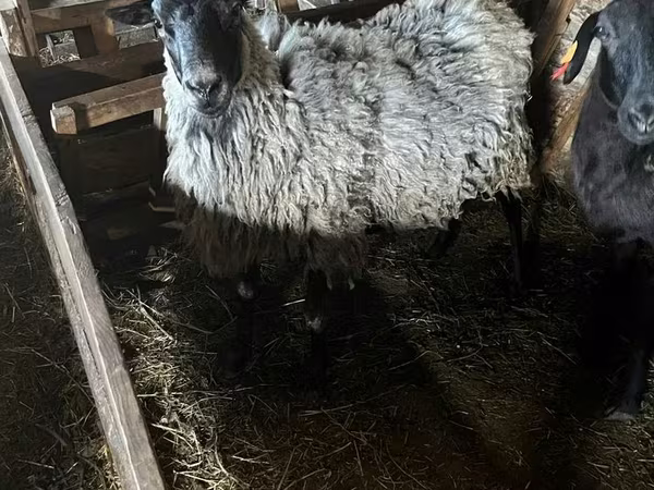 भेड़, Romanov sheep