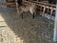 Ziegenbock, Ziegen — Foto 1