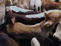 Bika, Simmental cattle — 3. fotó