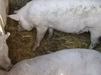 मादा सूअर, Крупная белая — फ़ोटो 1
