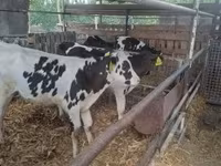 公牛, Russian Black pied cattle — 照片 5