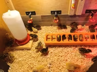 Quails — 1-сурет