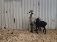 Juh, Arashan sheep — 3. fotó