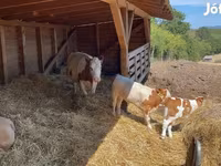 بقرة, Simmental cattle — الصورة 2