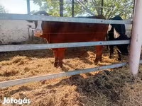 Toro, Vaca Limousin — foto 2
