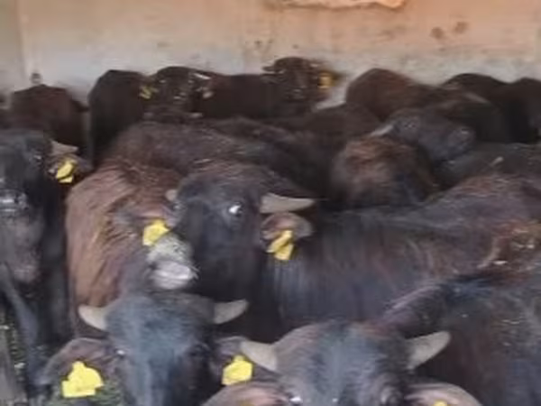Cattle (batch, sex not specified), African Buffalo — Hungary