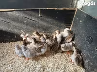 Guinea fowl — foto 2