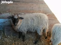 भेड़, Racka sheep — फ़ोटो 2
