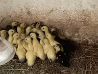 Ducks — foto 1