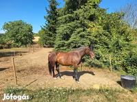 Caballo, Caballos — foto 3