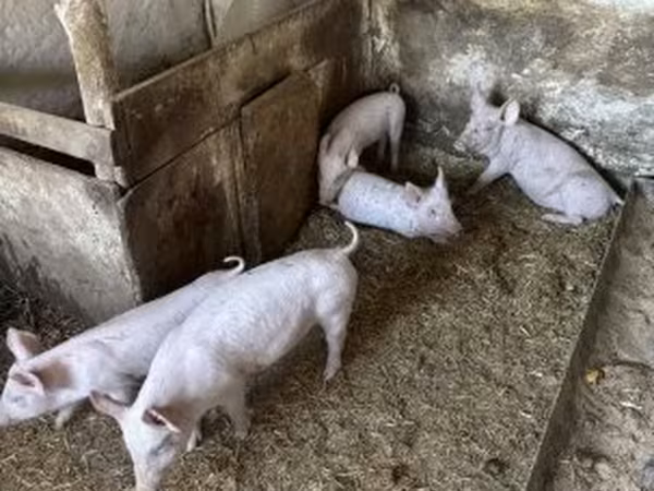 Disznók (tétel, nem megadva), Sertések — Magyarország