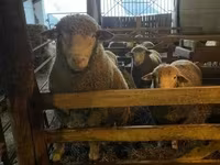 Kos, Ile-de-France sheep — 1. fotó