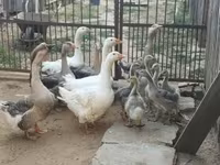 Geese — फ़ोटो 2