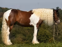 Caballo, Pinto horses — foto 2