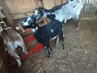 母山羊, Goats — 照片 2