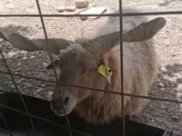 Juh, Racka sheep — 8. fotó