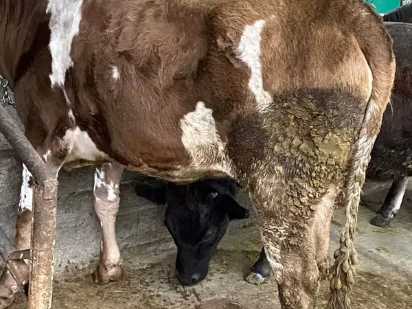 Bovinos (lote, sexo não especificado), Bovinos