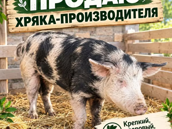 Қабан, Шошқалар
