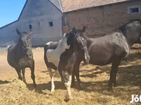 公马, Nonius horse — 照片 1