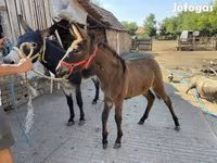 Кобыла, Лошади — фото 1