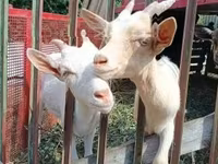 母山羊, Goats — 照片 4