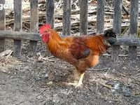 Chickens — 照片 2