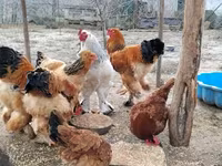 Brahma — foto 1