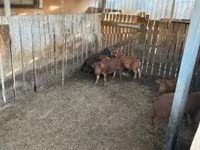 公猪 — 照片 6