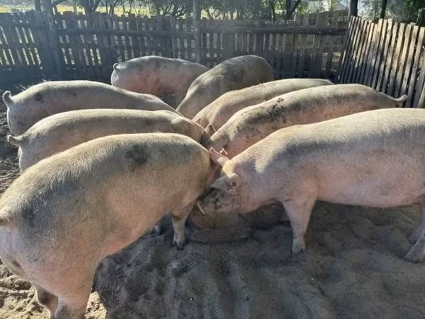 Schweine (Partie, Geschlecht nicht angegeben), Schweine — Ungarn
