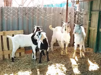 Bak, Saanen goat — 6. fotó