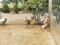 Chickens — 5-сурет