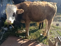 Býk, Simmental cattle — foto 1