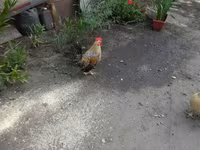 Yapon Bantam — foto 4