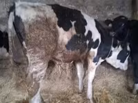 Bika, Russian Black pied cattle — 1. fotó