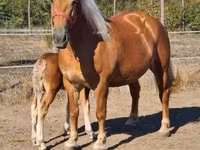 母马, Horses — 照片 3