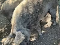 Boar, Мангалица — photo 4