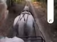 Caballo, Caballos — foto 2