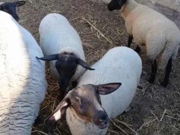Kos, White Suffolk sheep — Magyarország