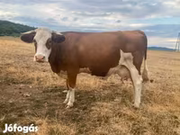गाय, Simmental cattle — फ़ोटो 1