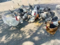 Guinea fowl — foto 3